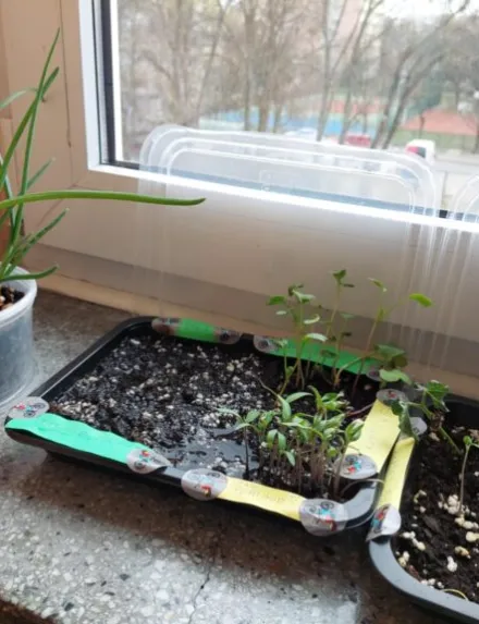 Projekt przyrodniczo-ekologiczny „Od ziarenka do roślinki”