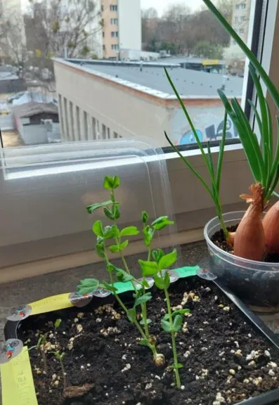 Projekt przyrodniczo-ekologiczny „Od ziarenka do roślinki”