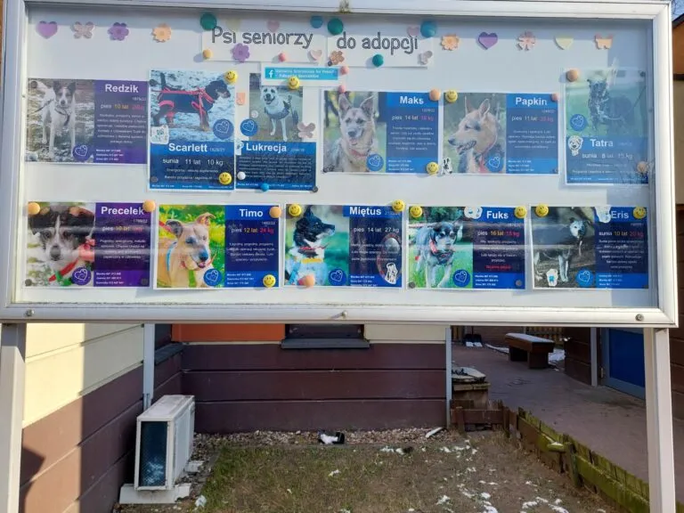 Wolontariat! To jest to!!!