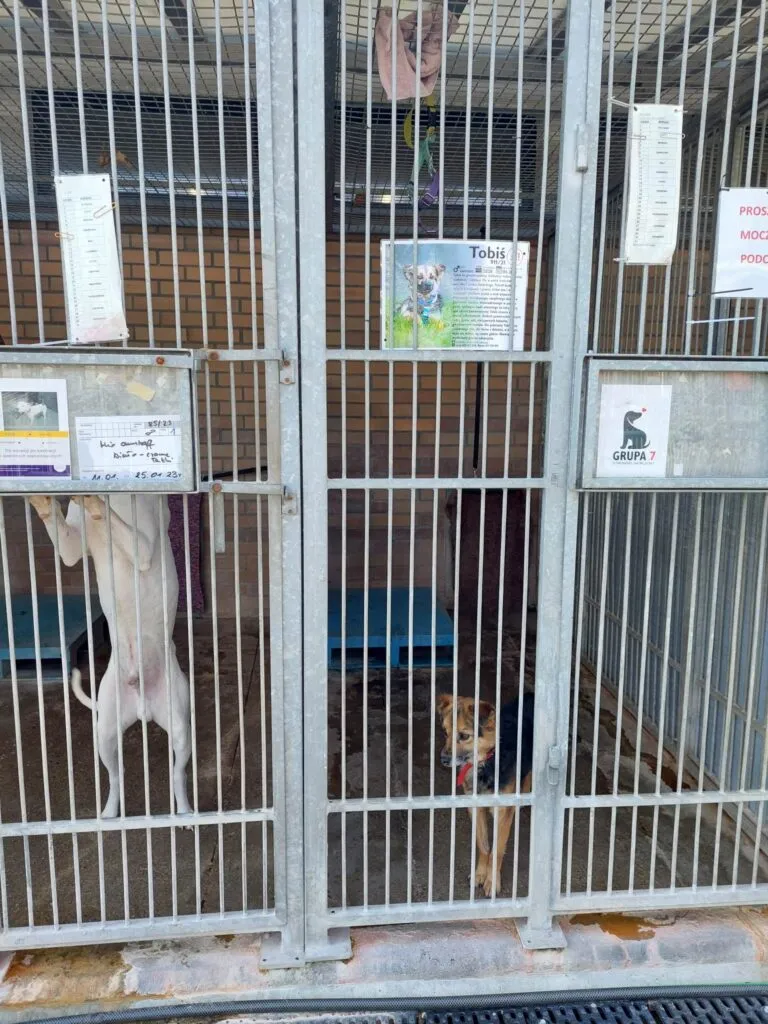 Wolontariat! To jest to!!!