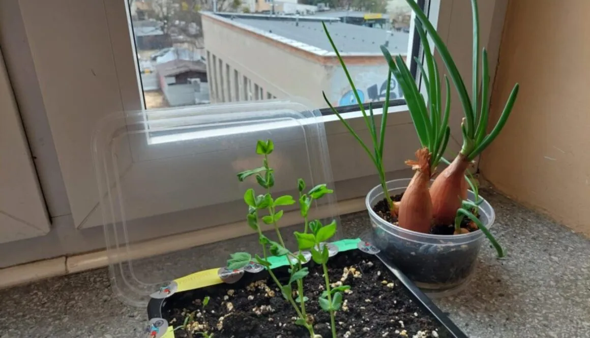 Projekt przyrodniczo-ekologiczny „Od ziarenka do roślinki”