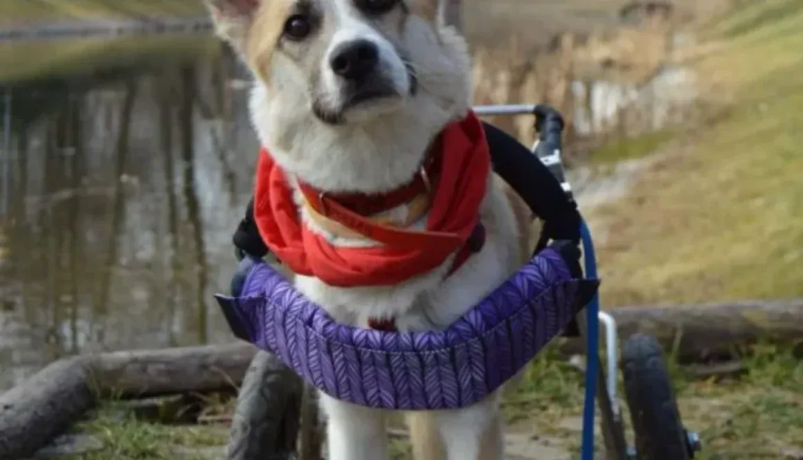 Światowy Tydzień Zwierząt