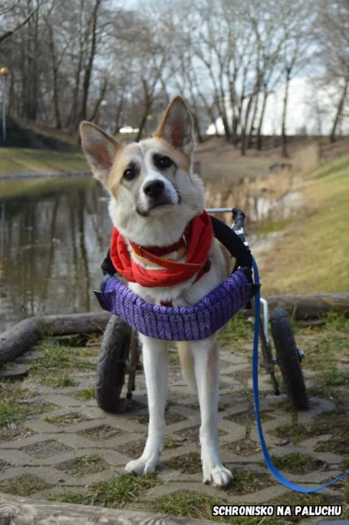 Lekcja w schronisku „ Na Paluchu”