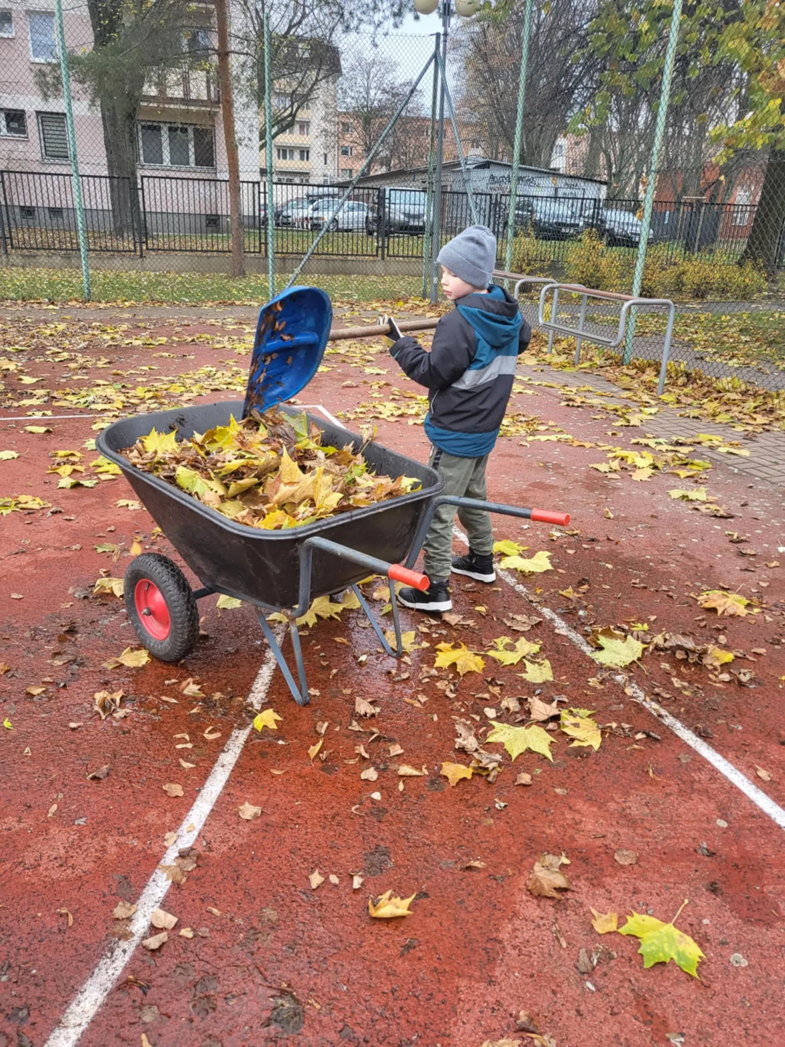 Uczeń wrzuca liście za pomocą łopaty na taczkę