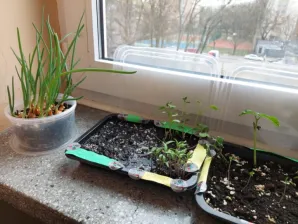 Projekt przyrodniczo-ekologiczny „Od ziarenka do roślinki”